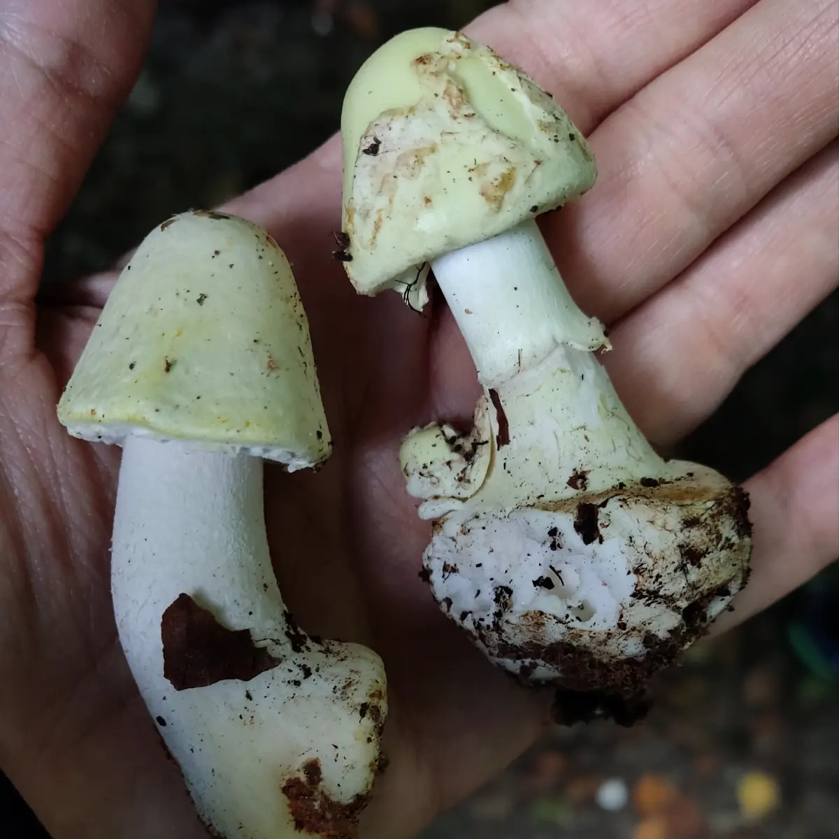 Champignon und Gelber Knollenblätterpilz bei Pilzlehrwanderung