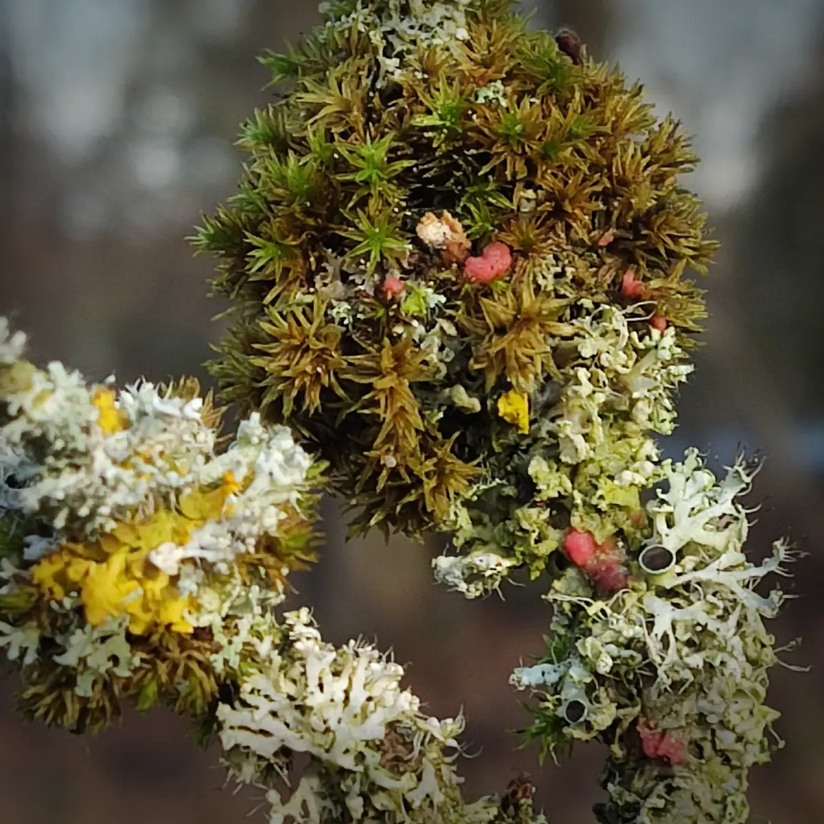 Zweig in Bötersheim mit Flechte und Moos und parasitischem Rosa Kissenpilz