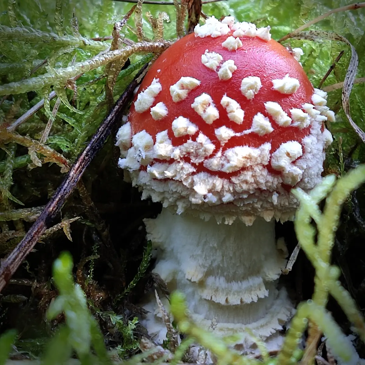 Fliegenpilz als Giftpilz in Buchholz in der Nordheide