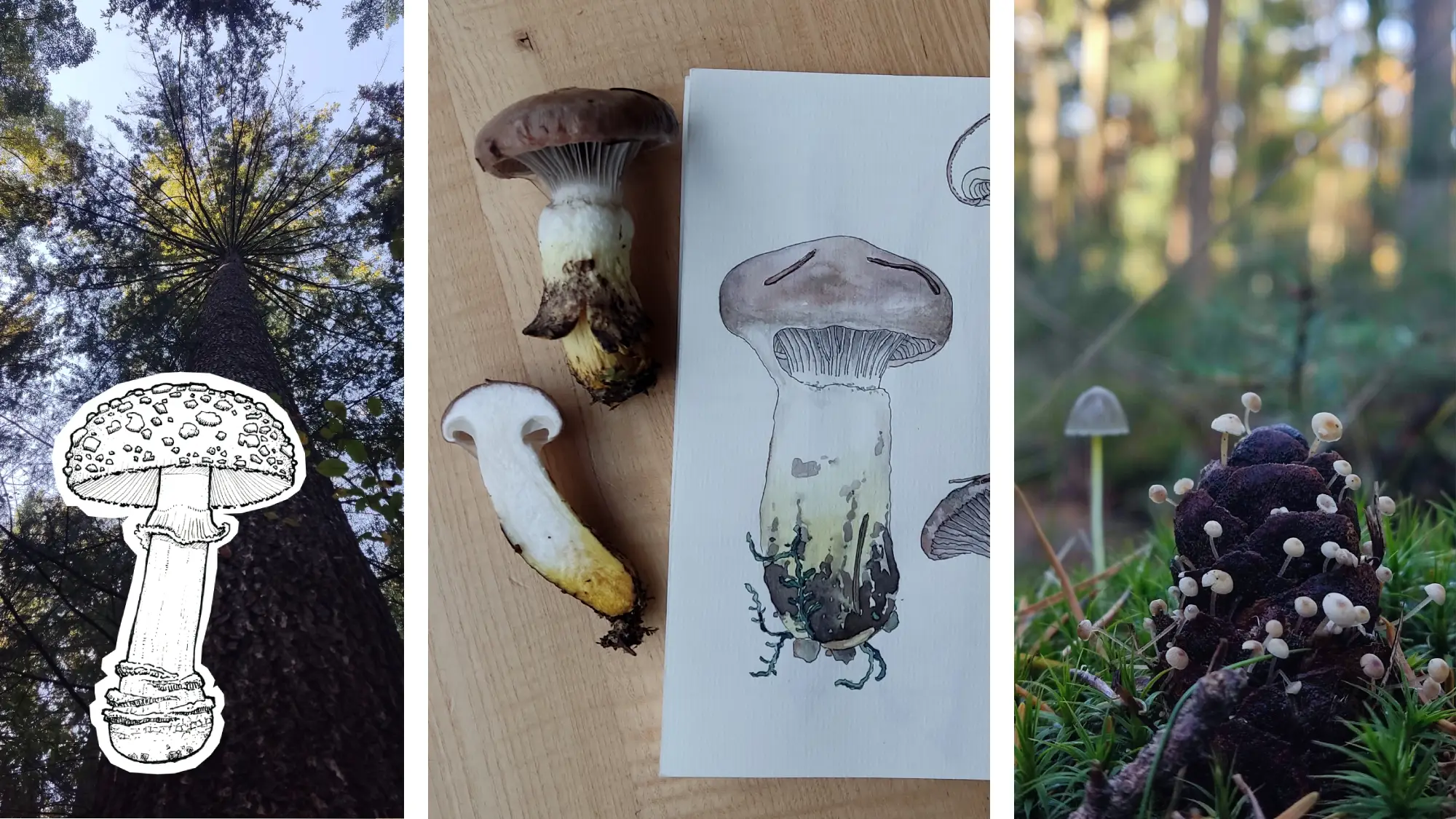 Pilzillustrationen und Aquarellmalerei mit Fliegenpilz und Helmling und Kuhmaul im Wald bei tostedt