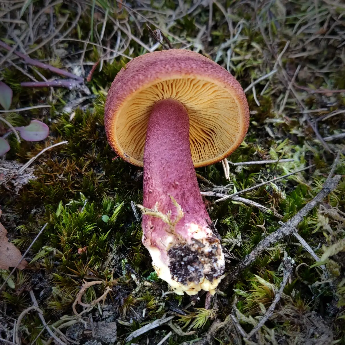 Purpurfilziger Holzritterling in Schneeverdingen