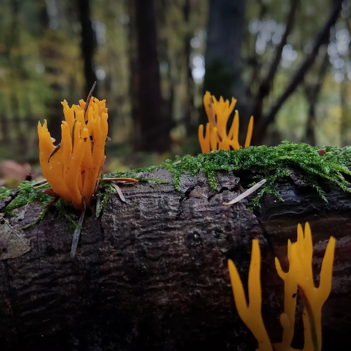 Klebriger Hörnling in mystischem Wald in Welle