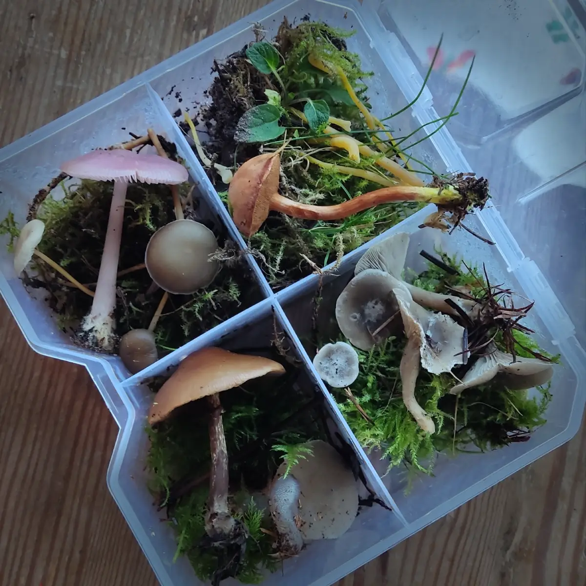 Gesammelte Pilze zur Kartierung und Artbestimmung in Tostedt