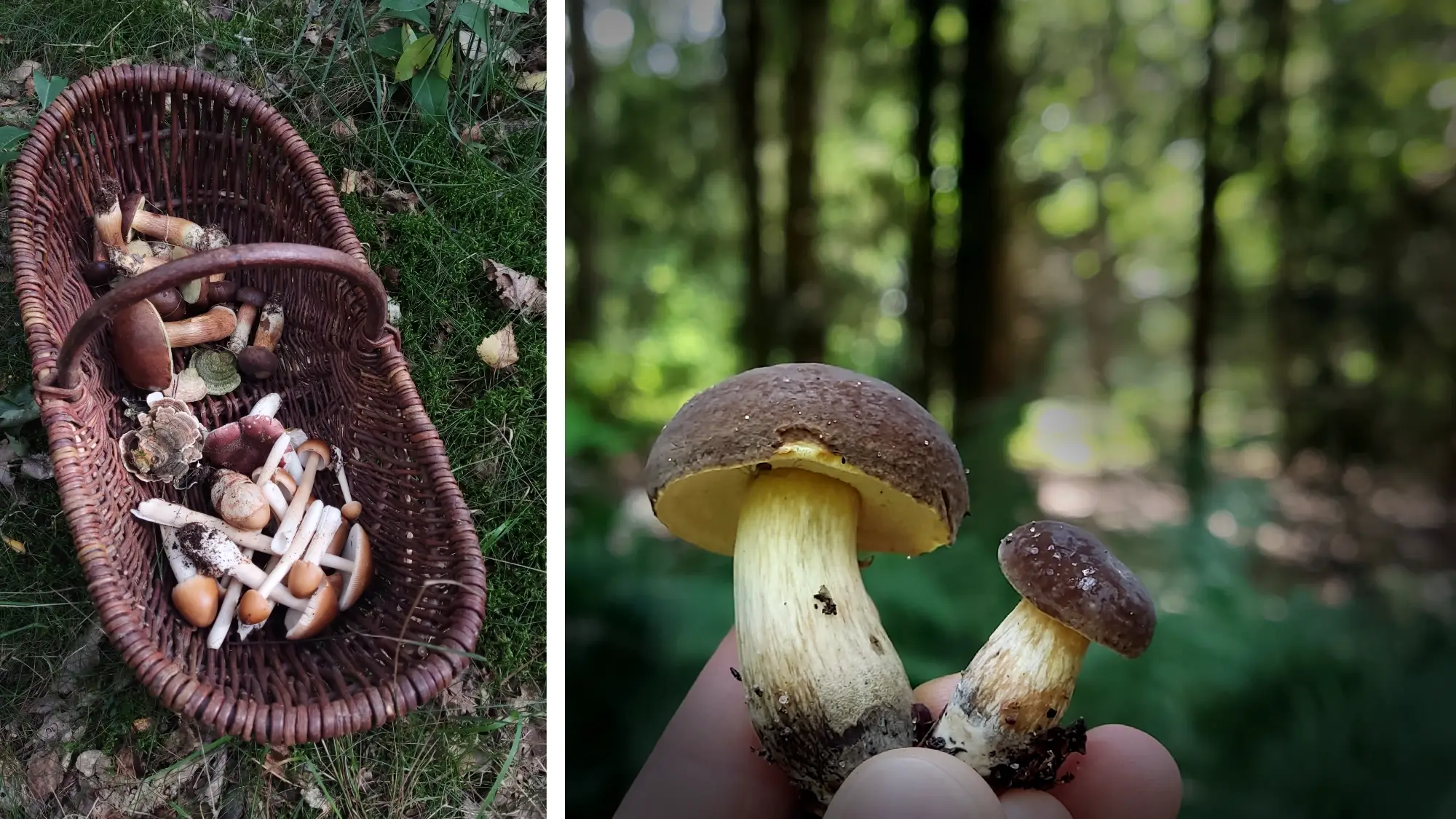 Pilze und Pilzkorb mit Speisepilzen im Wald der Nordheide bei Tostedt