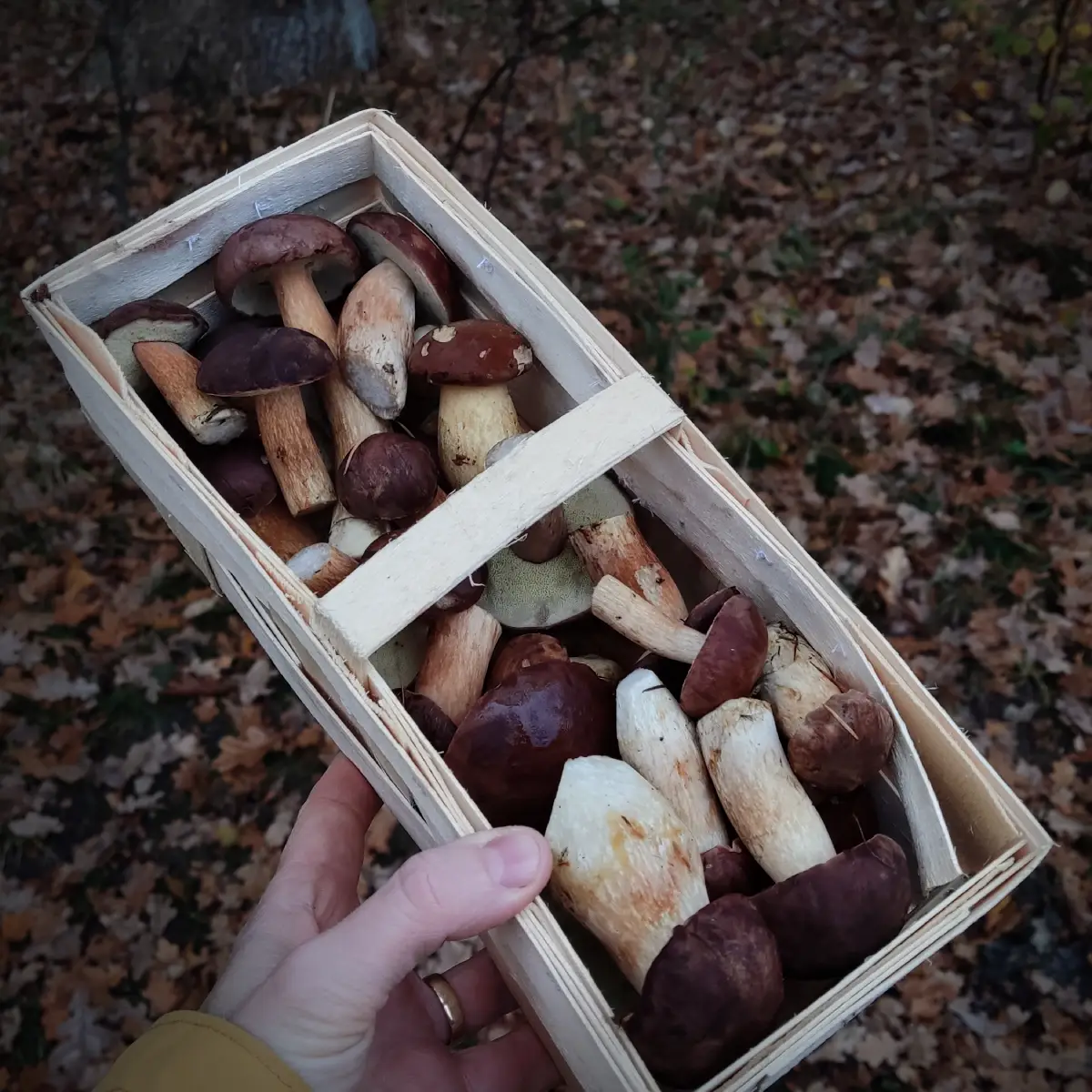 Mit Maronen gefüllter Speisepilzkorb in Lauenbrück