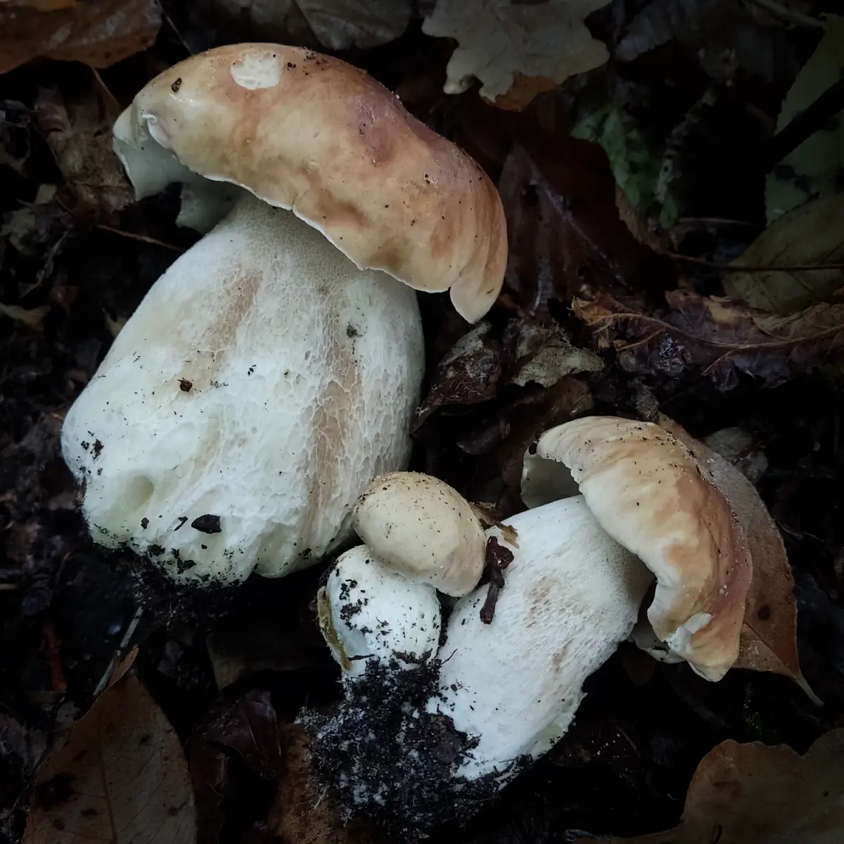 Steinpilz im Wald der Nordheide